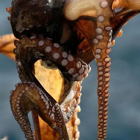 In With Sea View, Balcony, Air Conditioning, Wi-fi Daire